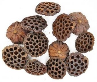 Krevetky,ryby,slimáky - 13