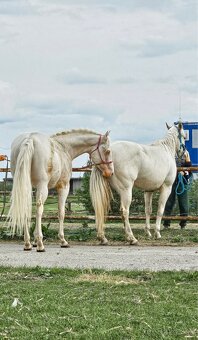 Pripúšťanie cremello žrebcom AQH - 13