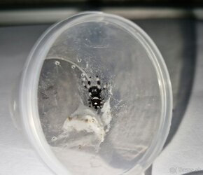 Phidippus regius „Everglades“ (Skákavka kráľovská) - 13