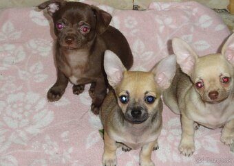 čivava krátkosrstá - 13