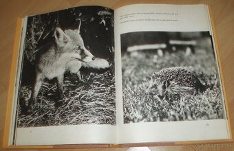 Povídání s liškou - 13