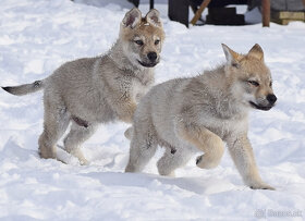 šteniatka československy vlčiak - 13
