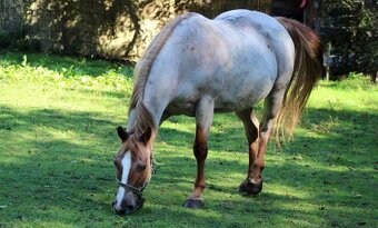 AMERICAN PAINT HORSE - 13