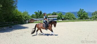 Predám 10 ročnú welsh cob kobylu - 13