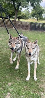 československý vlčiak s PP (FCI) - 13