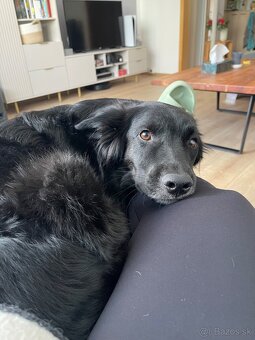 Border kolia mix Alan (3,5 r.) hľadá aktívny, láskyplný domo - 13