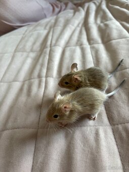 Predám mláďatá osmaka degu🐾 - 13
