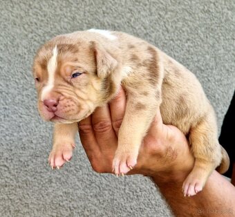 American Bully XL XXL - 13