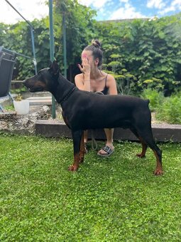 Doberman šteniatka - 13