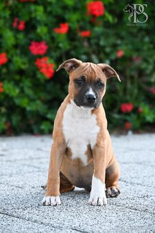 Americký Staffordšírsky terriér - 13