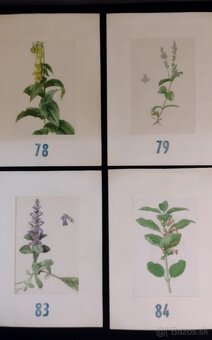 obrázky rastlín - 13