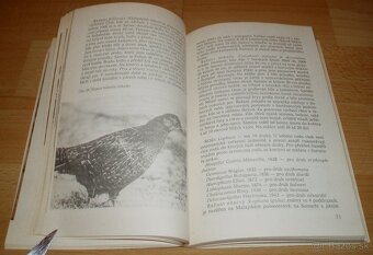 Bažanti a ostatní hrabaví - 13