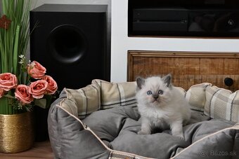 RAGDOLL mačiatka s rodokmeňom, - 13
