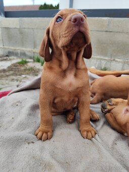 Maďarská vyžla bez PP - 13