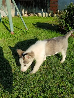 Sibirsky husky - 13
