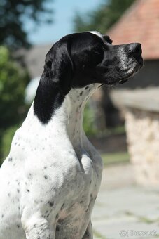 Anglický pointer, english pointer, stavač - 13