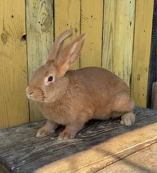 Burgundské králiky, viedenská modra - 13