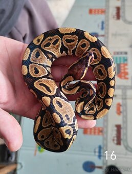 Pytón kráľovský/ Python regius - 13