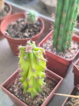 Kaktusy a sukulenty - 13