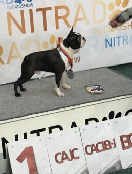Boston,Bostonský teriér,Boston Terrier s PP - 13
