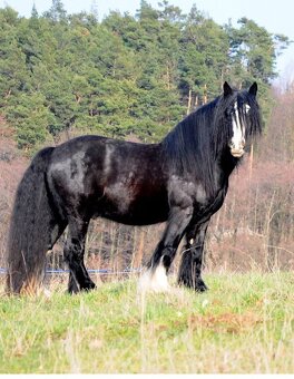 Irsky cob - 13