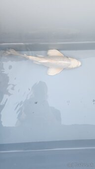 Predám Japonské butterfly koi kapre - 13
