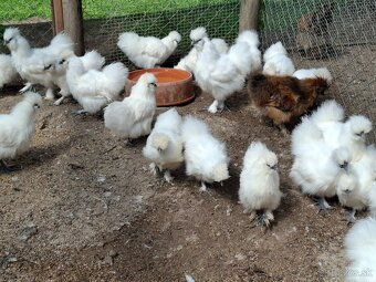 Araukany,  Ayam cemani, Brahmanky, Hodvábničky - 13