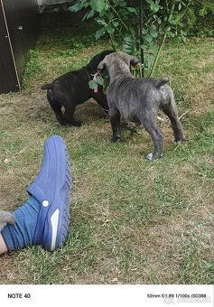 Cane Corso - FENKY - 13