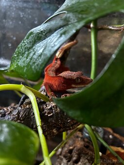 Pagekon riasnaty - red - 13