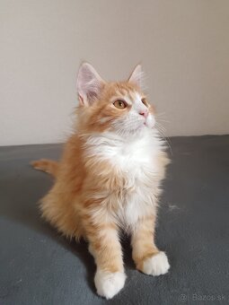 Maine coon - 13