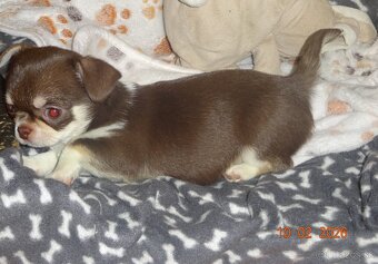 čivava krátkosrstá - 13