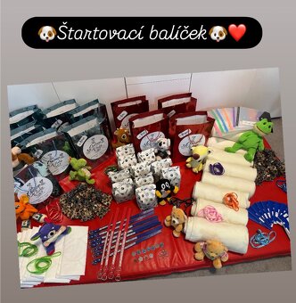 Dalmatínsky pes - 13