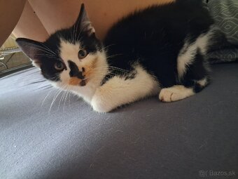 Darujem mačiatko - kocúrik - 13