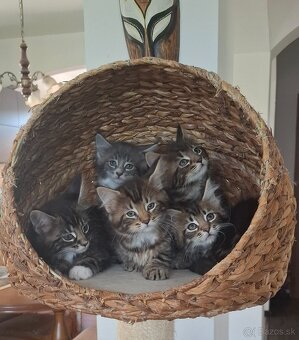 Mainská Mývalia mačka / Maine Coon - 13