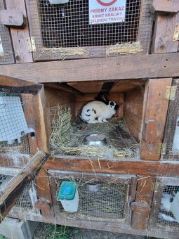 KRÁLIKAREŇ -ZAJAČNÍK - 13