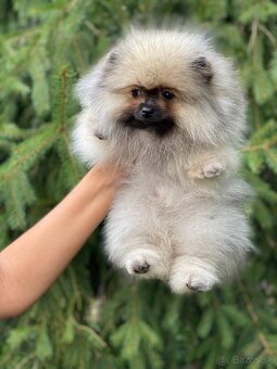 Pomeranian Exkluzivní Fenečka PP FCI - 13