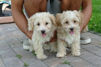 Maltipoo (malteze +Pudel = maltipoo) - 13