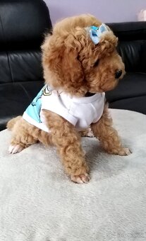❤️Pudlik mini toy ❤️ - 13