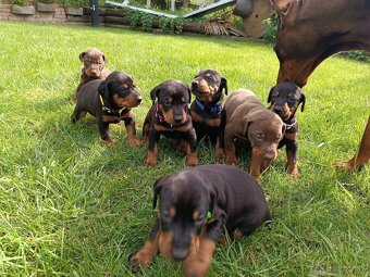 DOBERMAN - šteniatka - 13