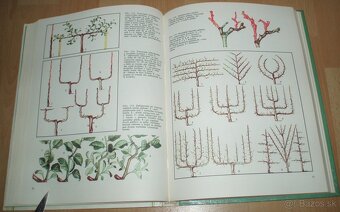 Tvarovanie a rez ovocných drevín - 13