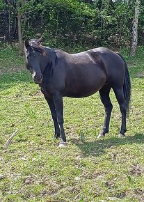 Quarter horse kobyla - 13