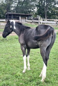 APH APHA PAINT HORSE ŽREBEC pripúšťanie - 13