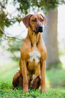 Rhodesian Ridgeback s preukazom pôvodu - 13