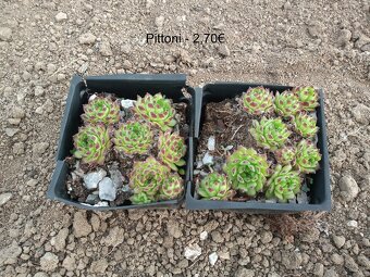 Skalné ruže (Sempervivum) - sadeničky - 13