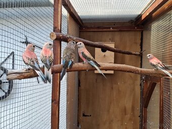 Neofema bourkova - 13