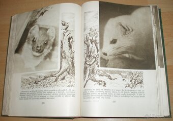 Poľovníctvo v obrazoch - 13