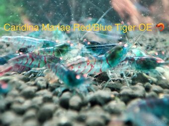 PREMIUM AKVA KREVETKY Caridina a Neocaridina - Odber Zilina - 13
