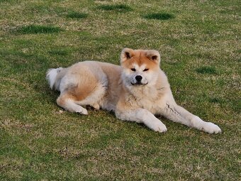 Akita inu s FCI rodokmeňom - plánovaný vrh - 13
