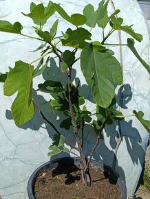 Predám FIGOVNÍK, figovníky Brown Turkey - 13