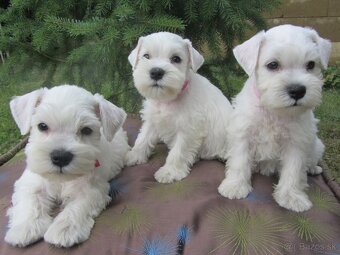 Bradáč malý biely - šteniatka s PP - sučky - 13